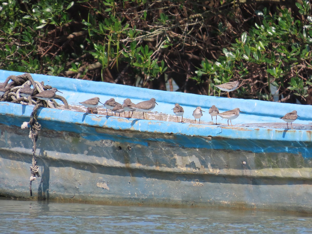 Terek Sandpiper - ML635515988