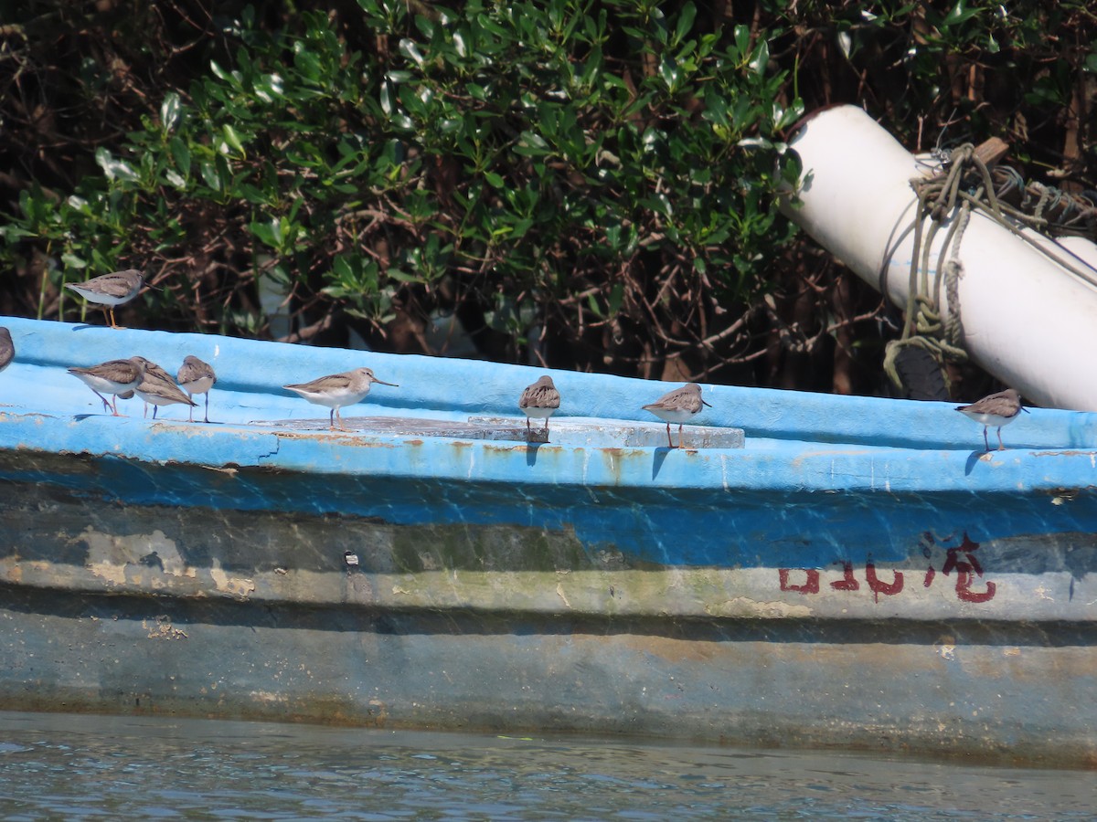 Terek Sandpiper - ML635515989