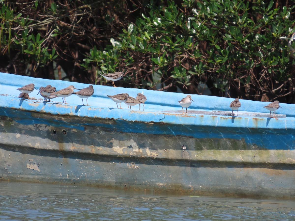 Terek Sandpiper - ML635515990