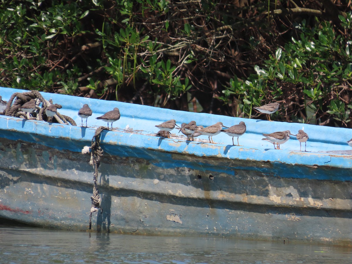 Terek Sandpiper - ML635515993
