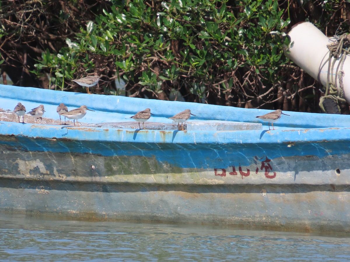 Terek Sandpiper - ML635515994