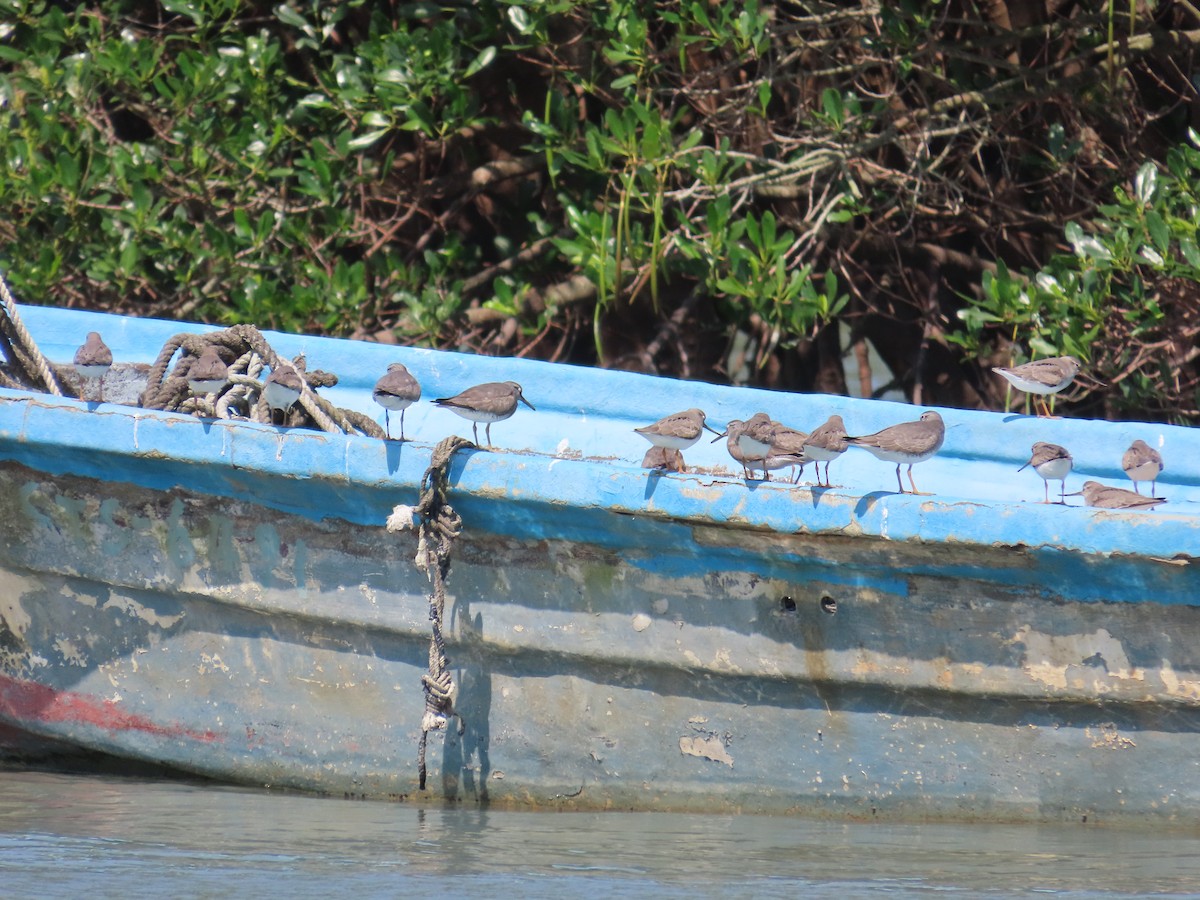 Terek Sandpiper - ML635515995