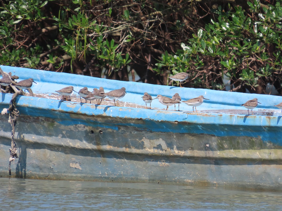 Terek Sandpiper - ML635515996