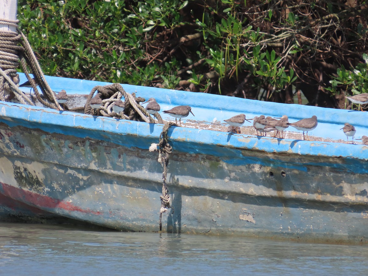 Terek Sandpiper - ML635515997