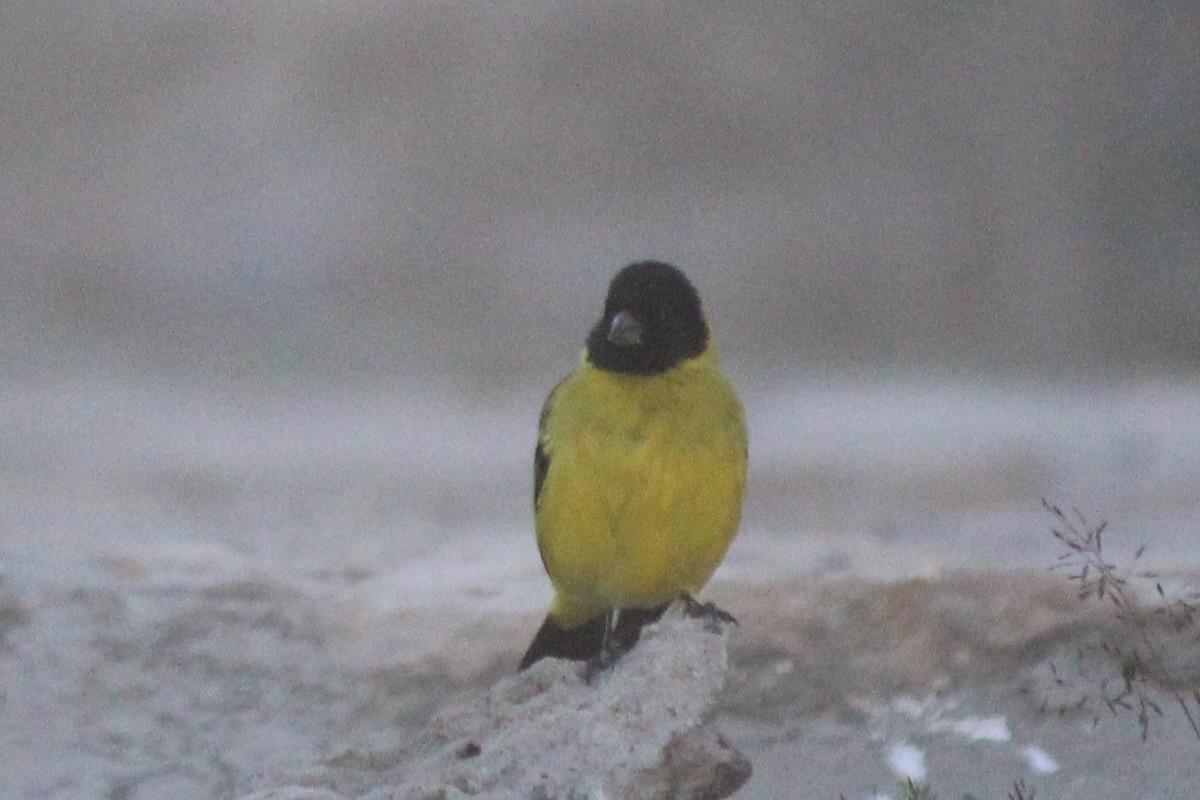 Hooded Siskin - ML635516031