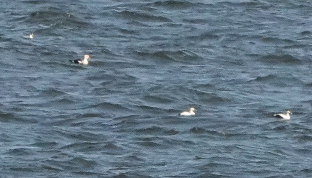 King Eider - ML635516058
