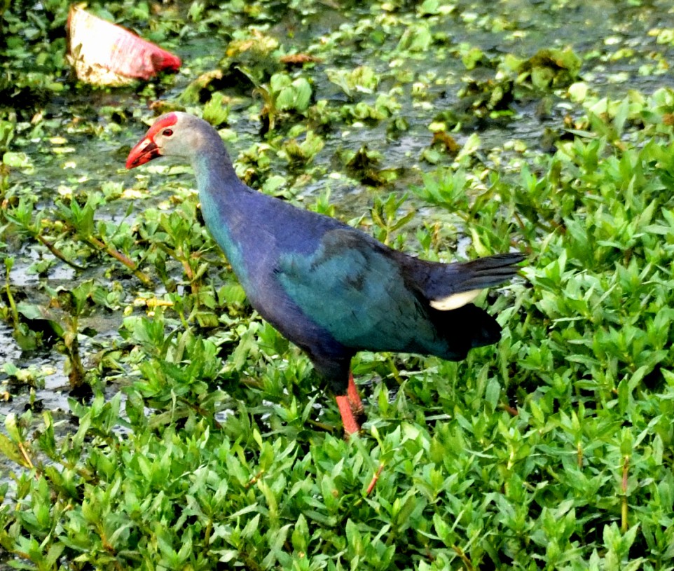 Gray-headed Swamphen - ML635516214