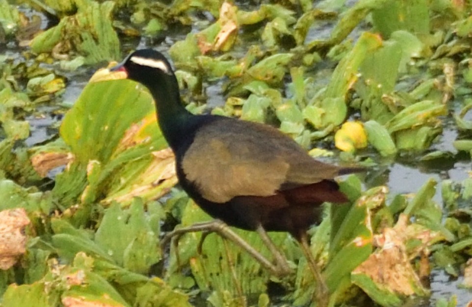 Bronze-winged Jacana - ML635516240