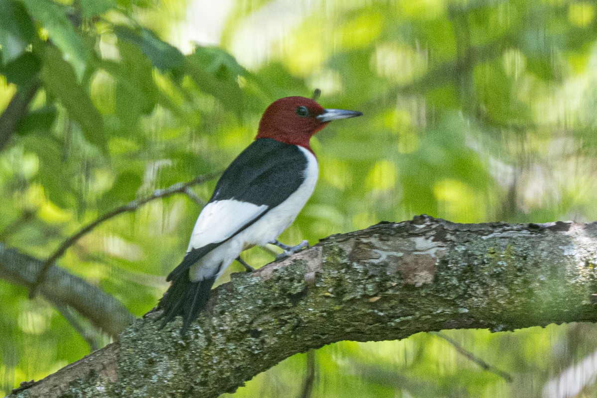 Red-headed Woodpecker - ML635516278