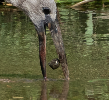 Asian Openbill - ML635516287