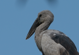 Asian Openbill - ML635516288