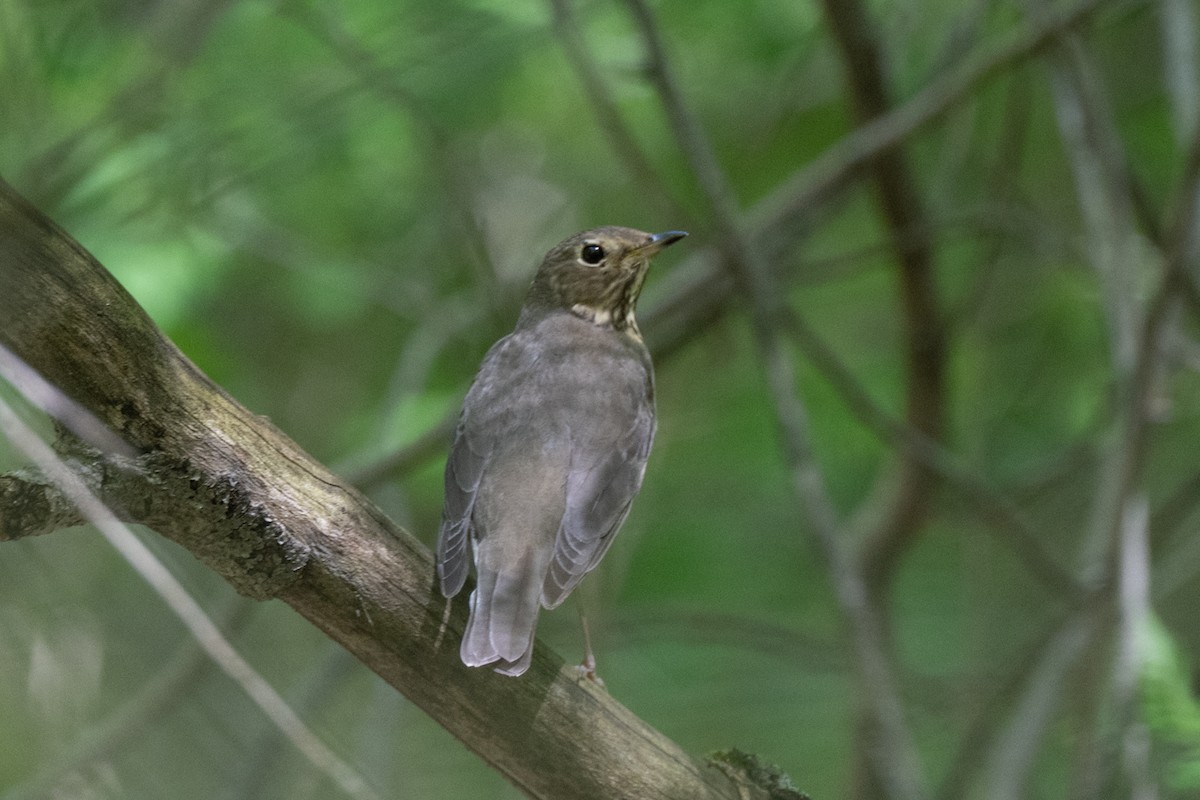 Swainson's Thrush - ML635516296