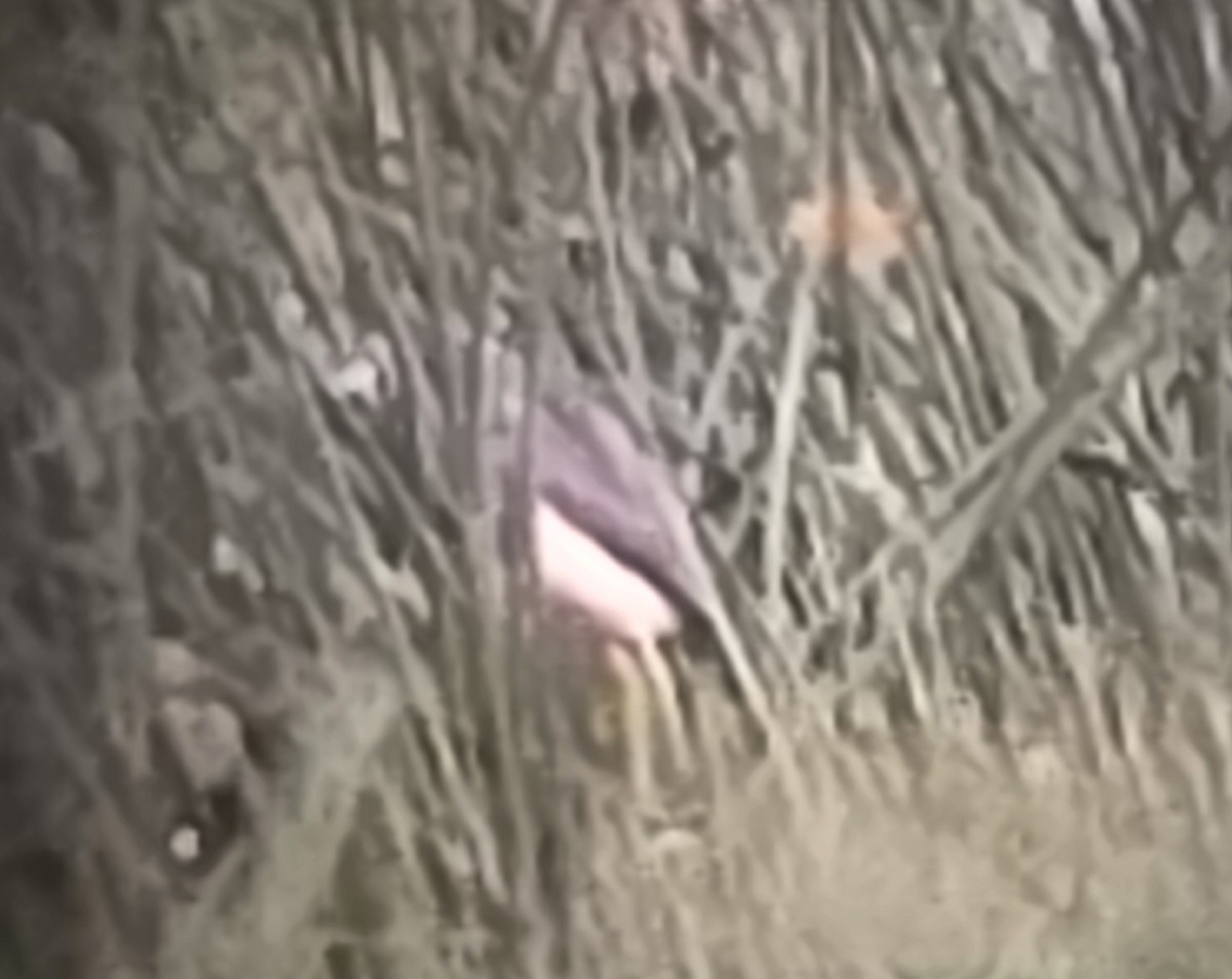 Tricolored Heron - ML635516299