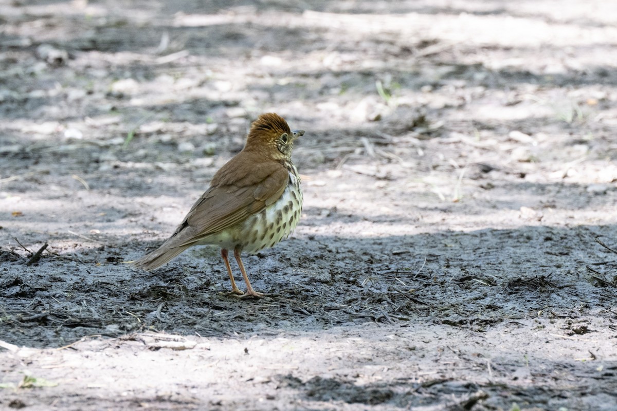 Wood Thrush - ML635516304
