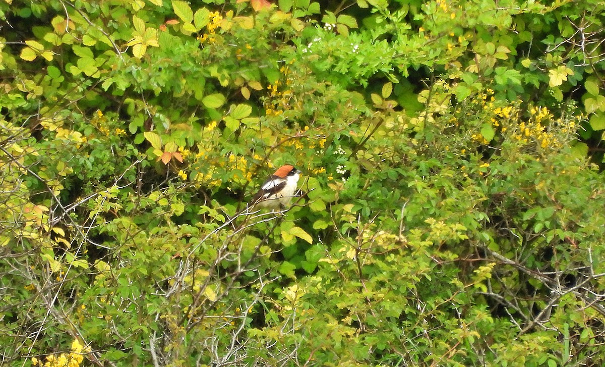 Woodchat Shrike - ML635516310