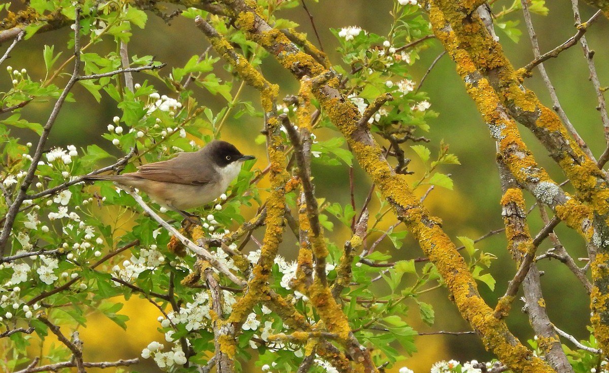 Western Orphean Warbler - ML635516346