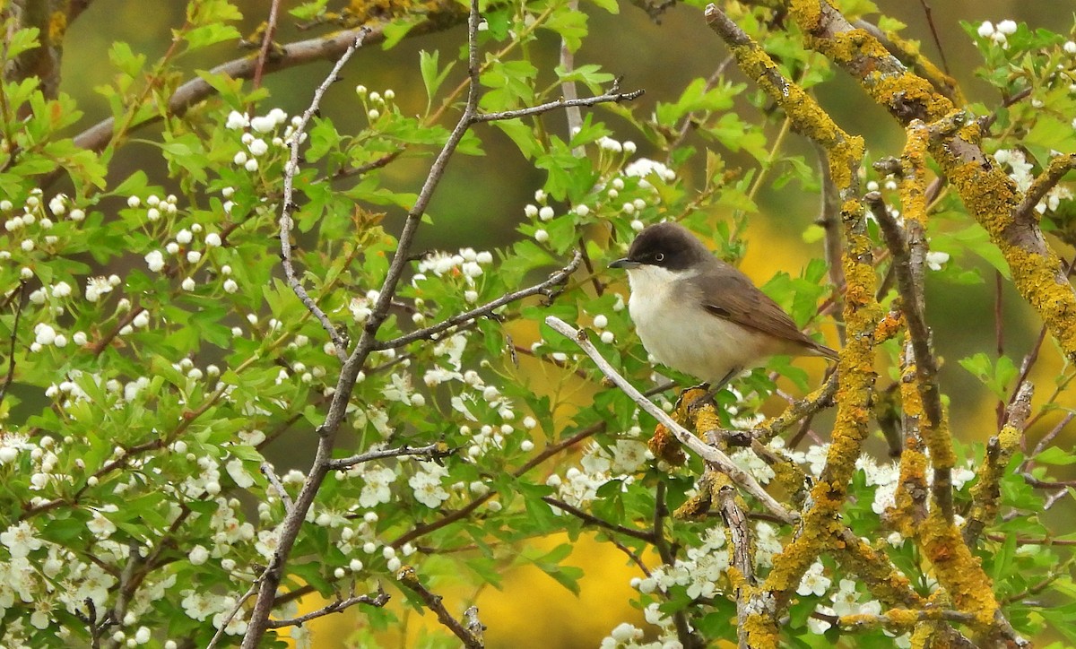 Western Orphean Warbler - ML635516347