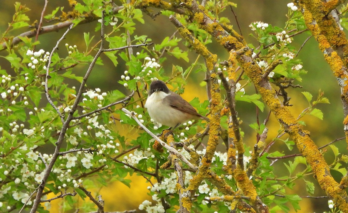 Western Orphean Warbler - ML635516348
