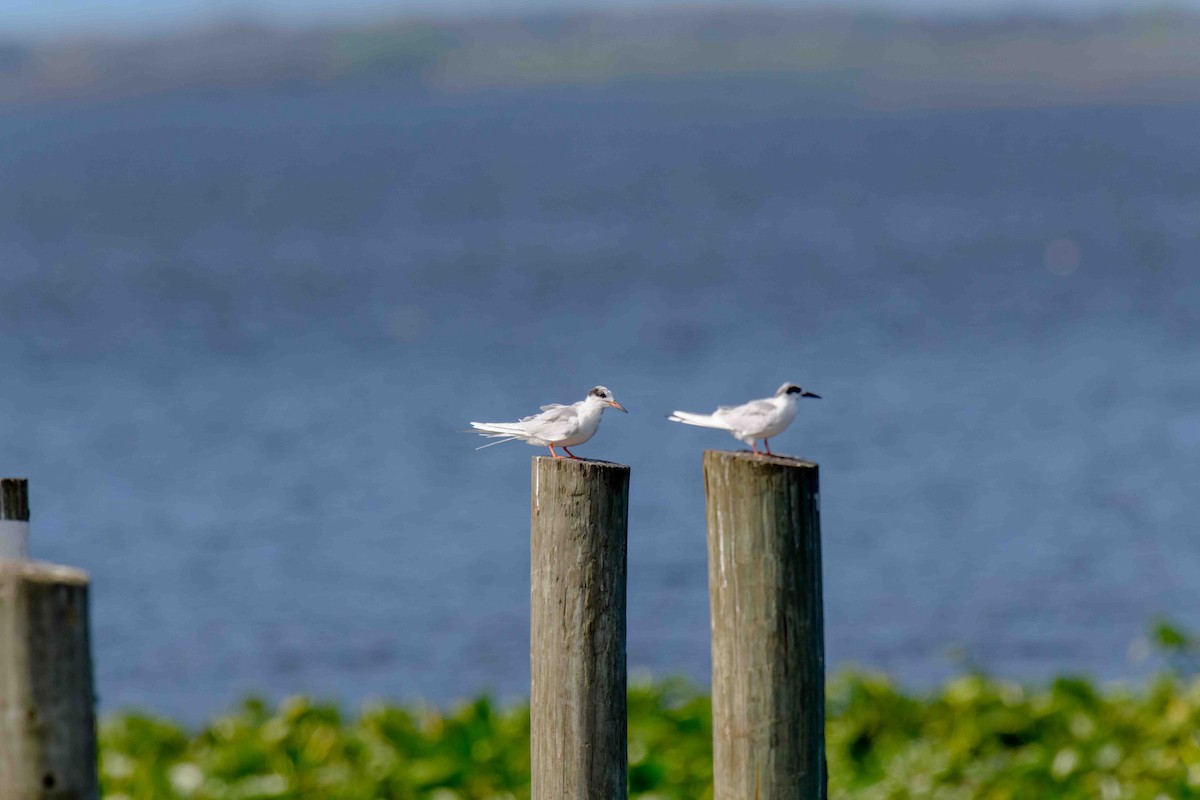 Forster's Tern - ML635516389