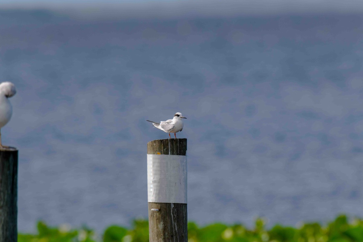 Forster's Tern - ML635516390