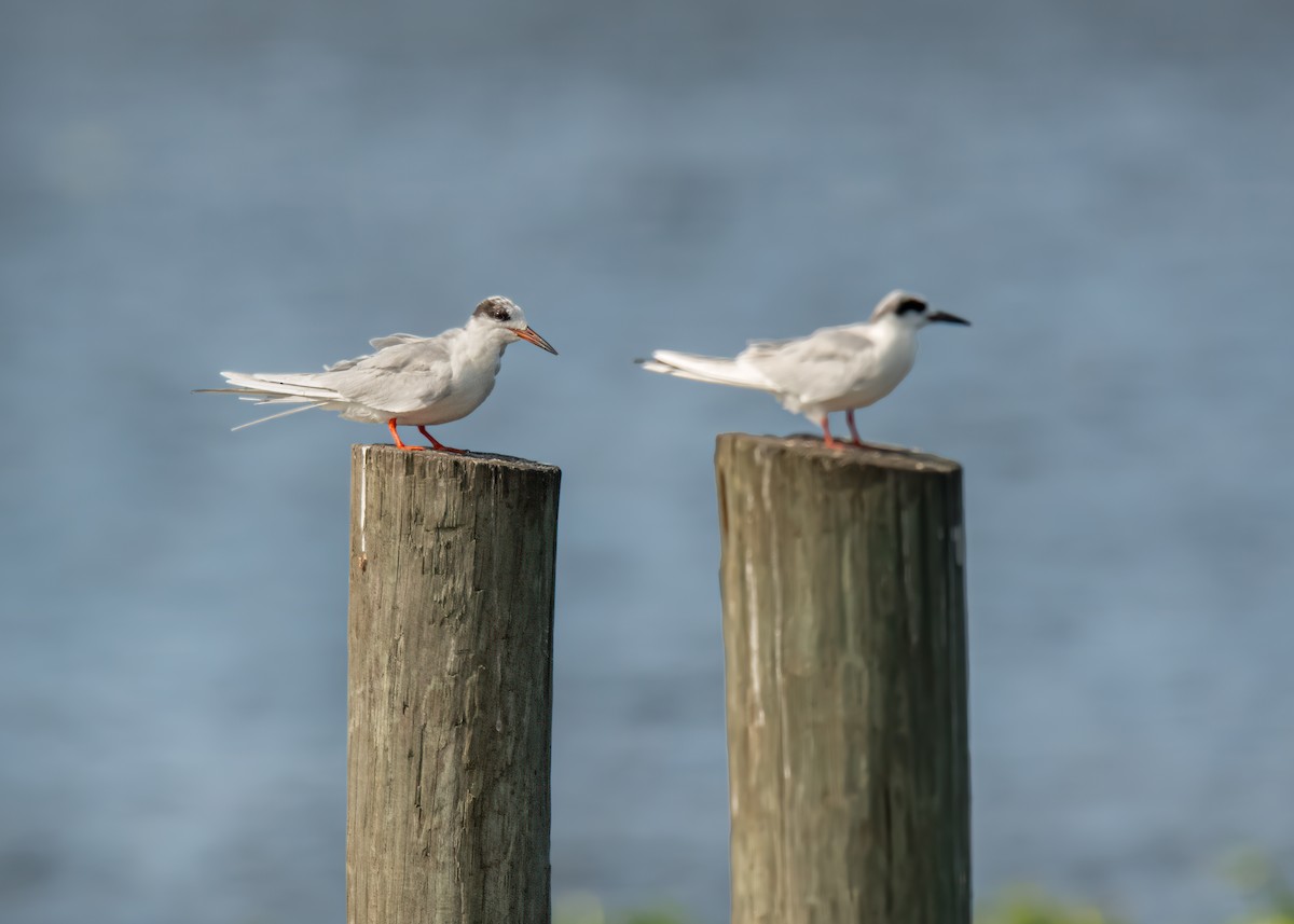 Forster's Tern - ML635516392