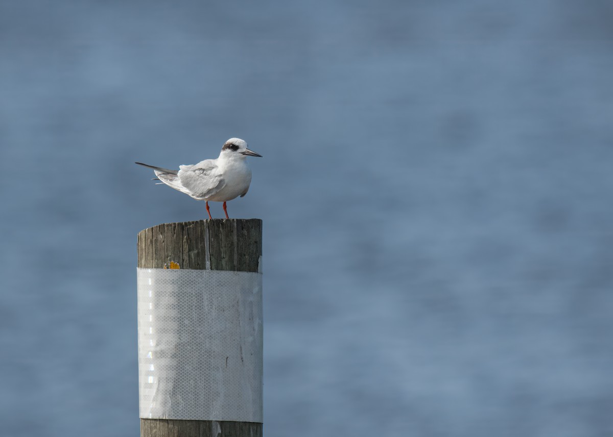 Forster's Tern - ML635516393