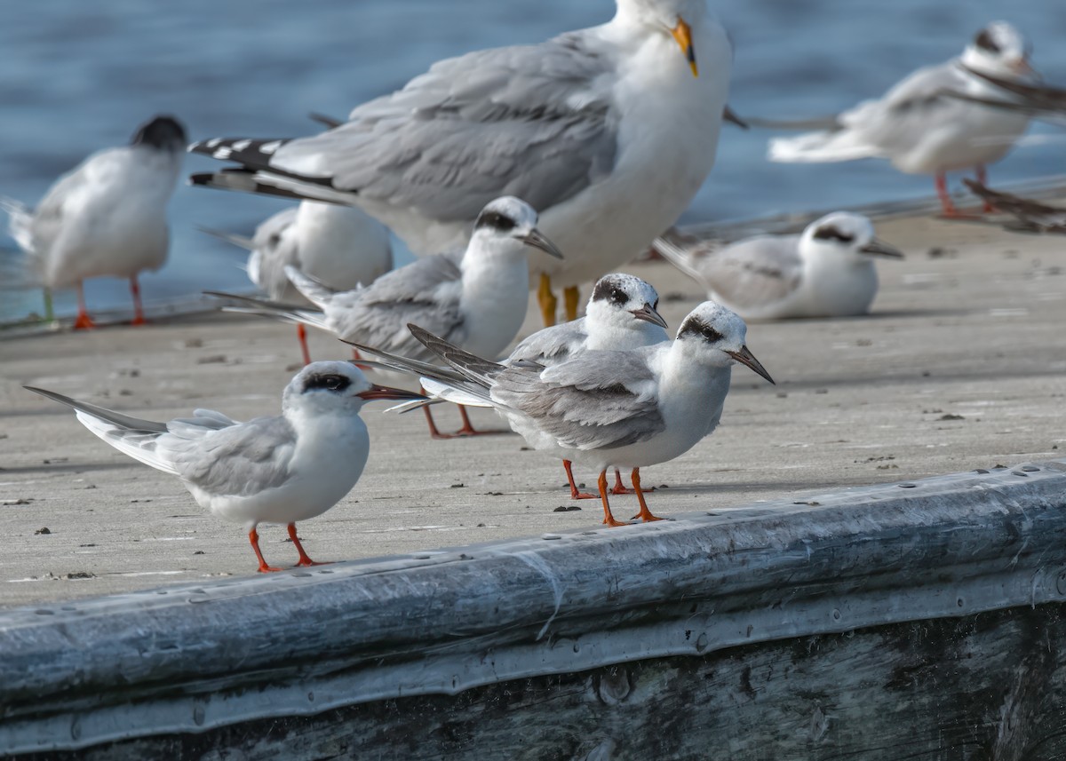 Forster's Tern - ML635516395