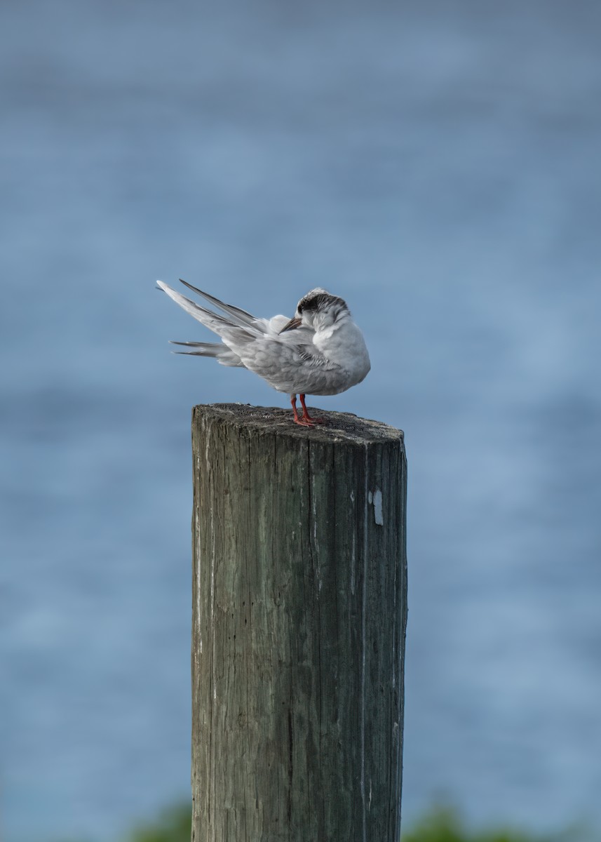 Forster's Tern - ML635516396