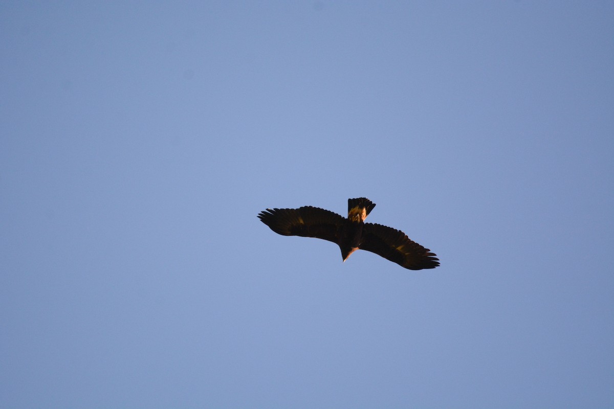Golden Eagle - ML635516442
