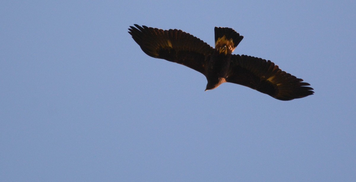 Golden Eagle - ML635516457