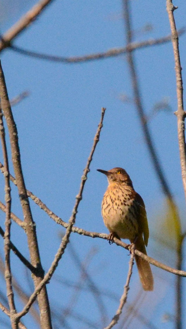 Brown Thrasher - ML635516507
