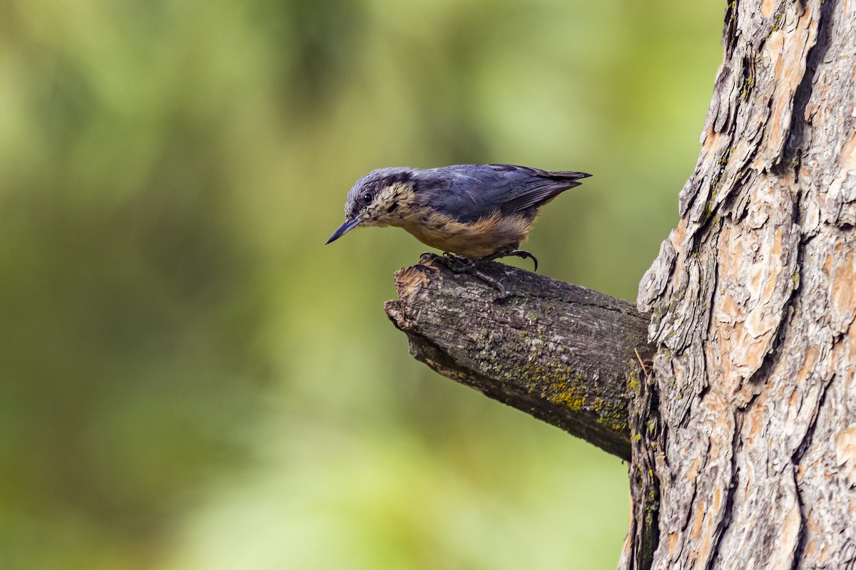 Kashmir Nuthatch - ML635516519