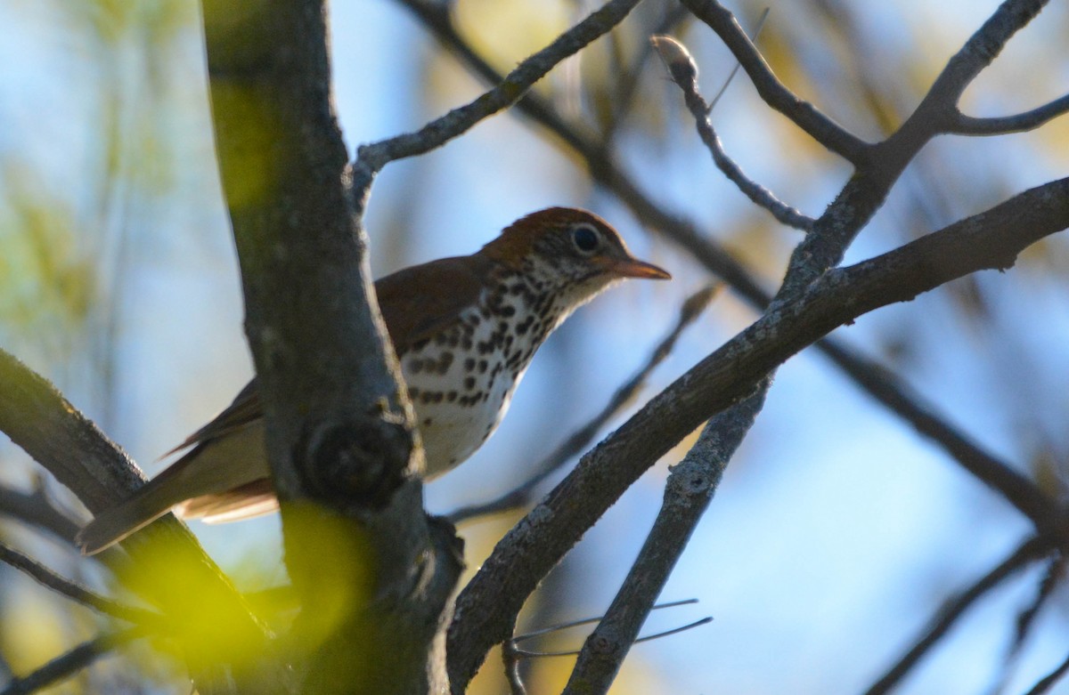 Wood Thrush - ML635516525