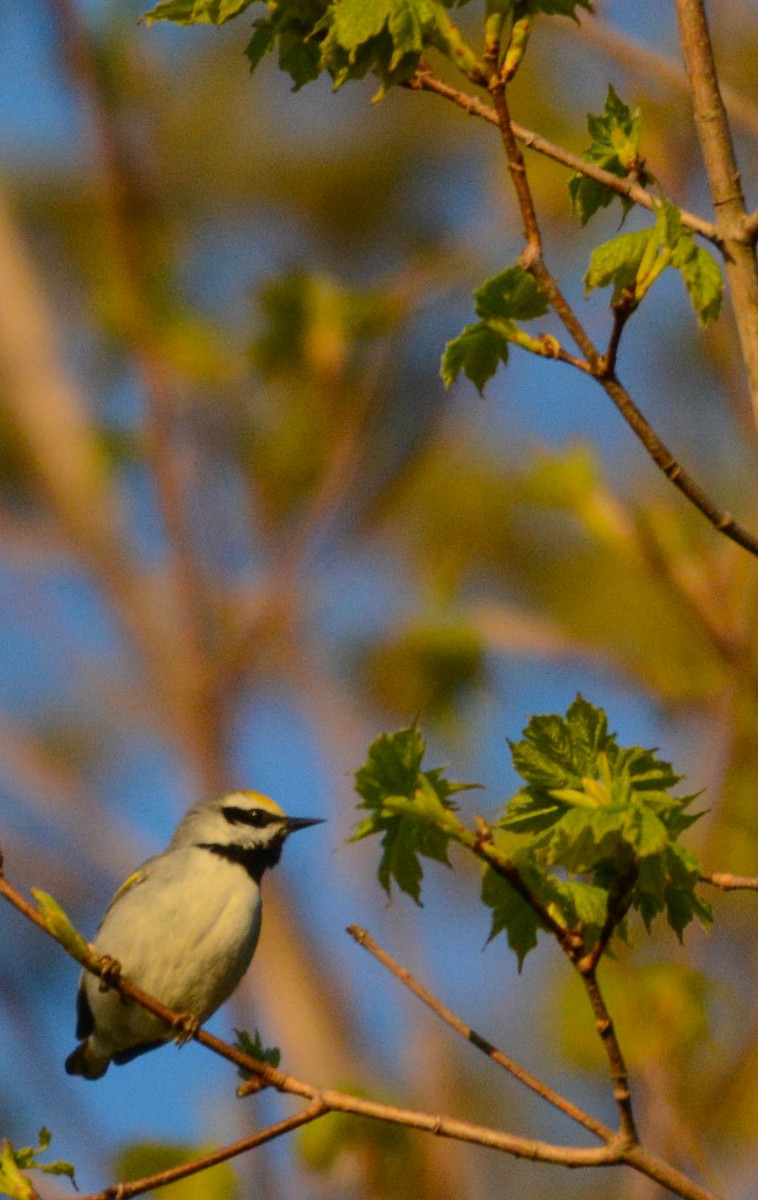 Golden-winged Warbler - ML635516564