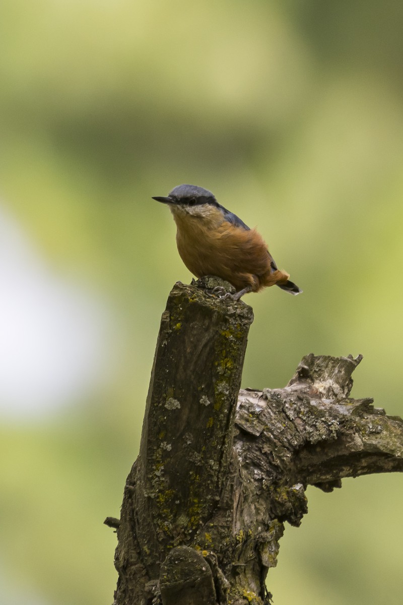 Kashmir Nuthatch - ML635516580