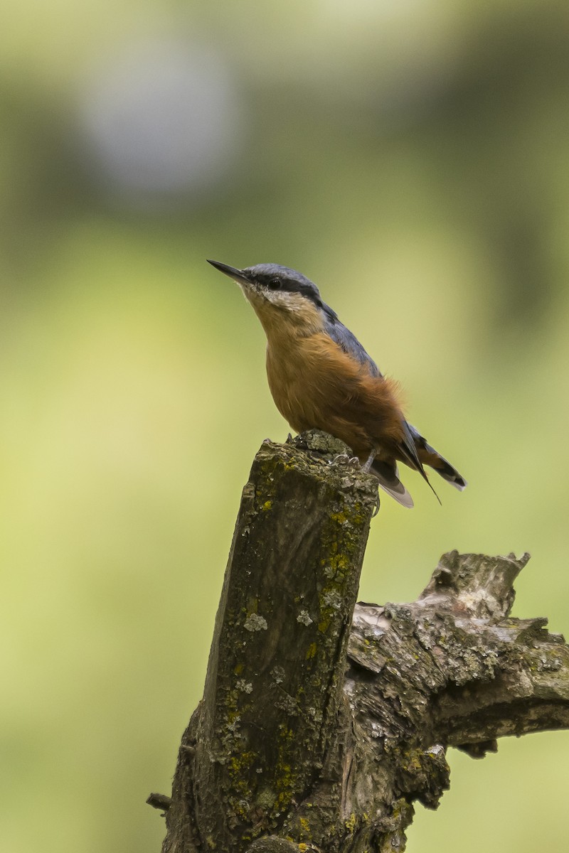 Kashmir Nuthatch - ML635516581