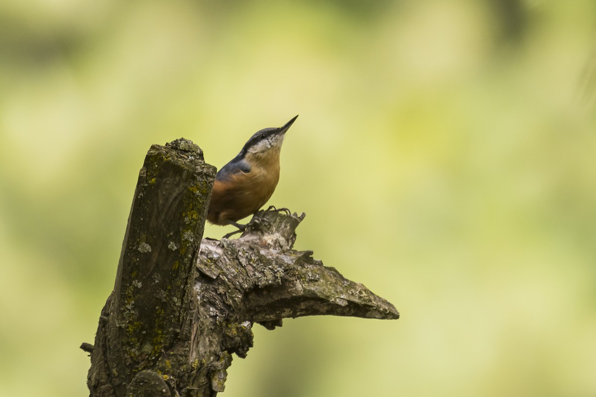 Kashmir Nuthatch - ML635516584