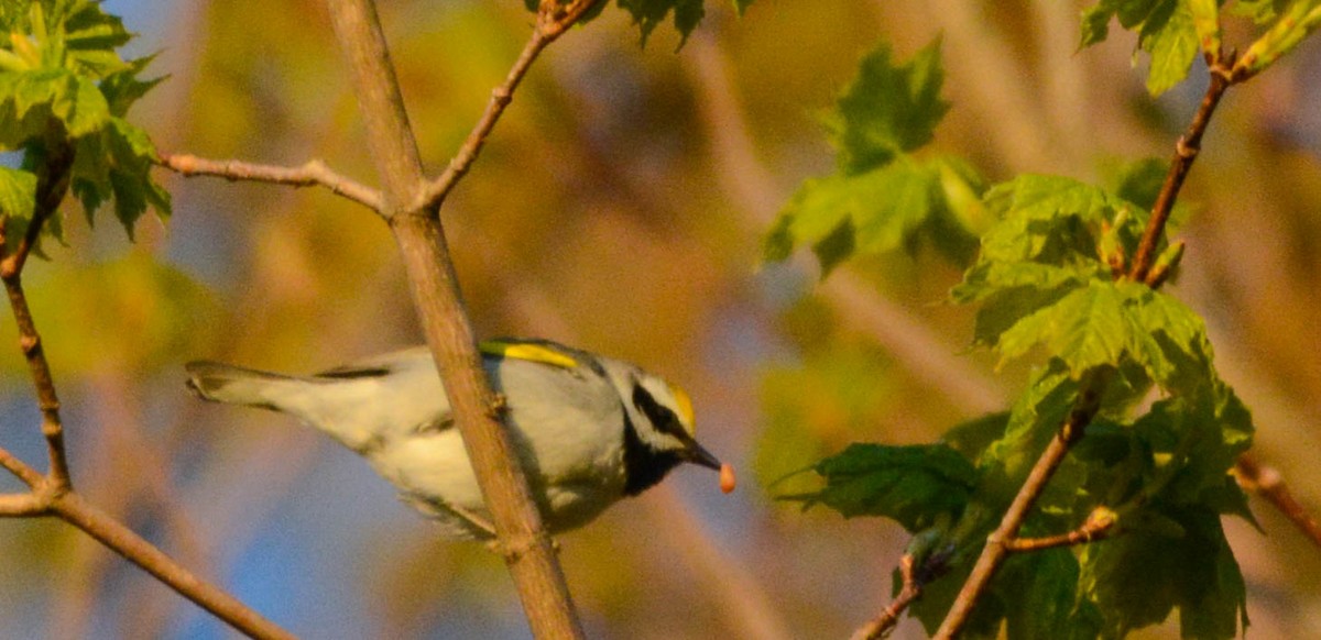 Golden-winged Warbler - ML635516617