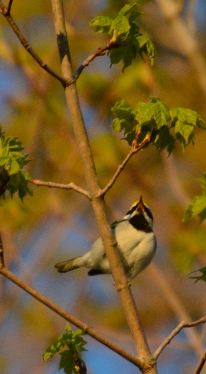 Golden-winged Warbler - ML635516637