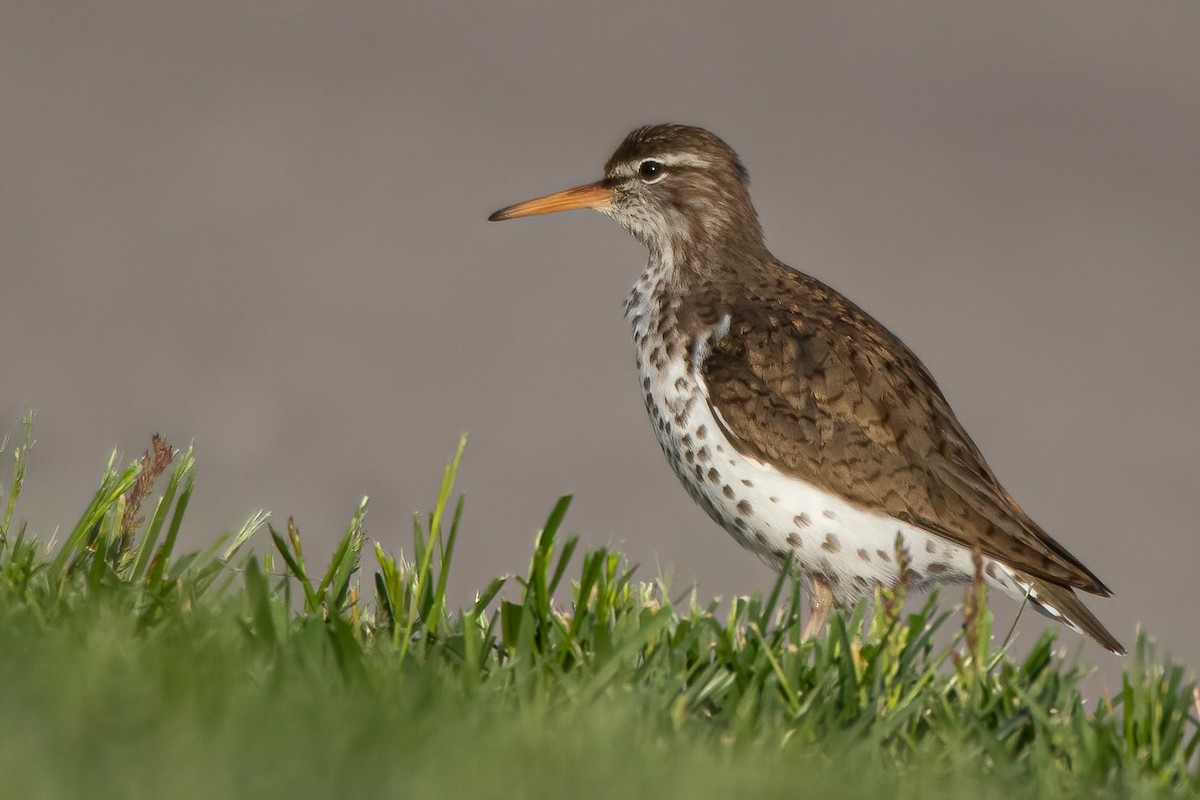 Spotted Sandpiper - ML635516651