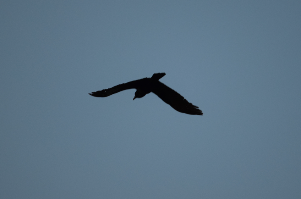 American Crow - ML635516660