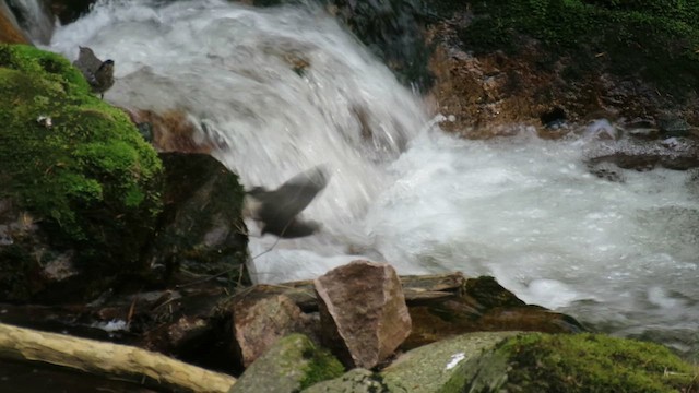 White-throated Dipper - ML635516667