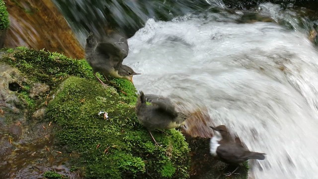 White-throated Dipper - ML635516668