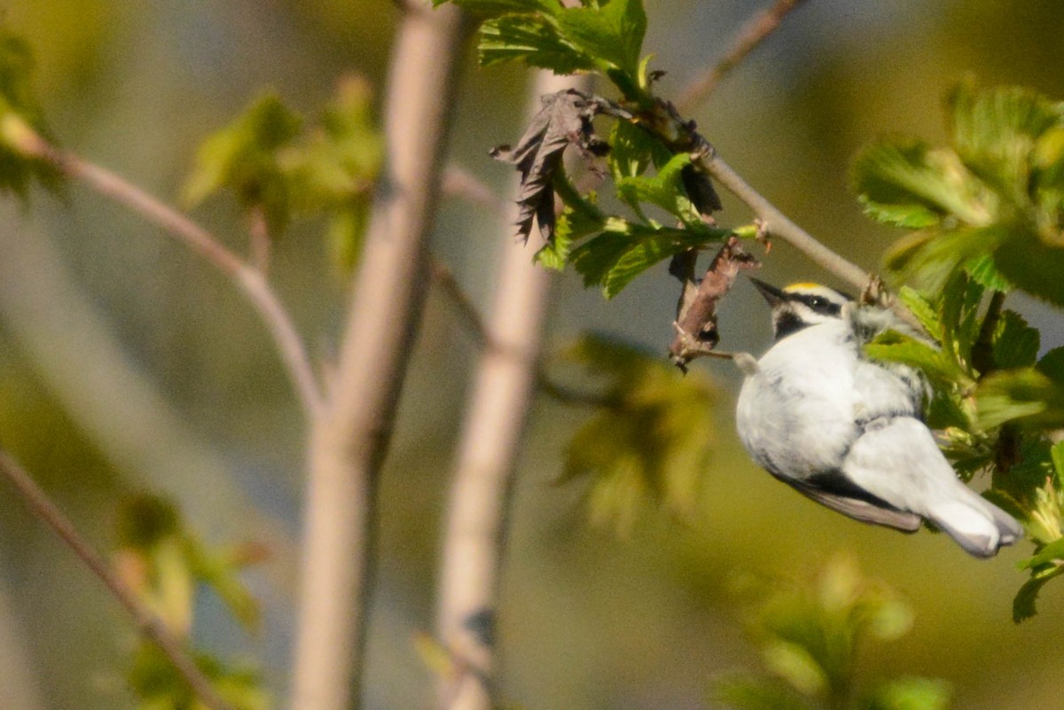 Golden-winged Warbler - ML635516671