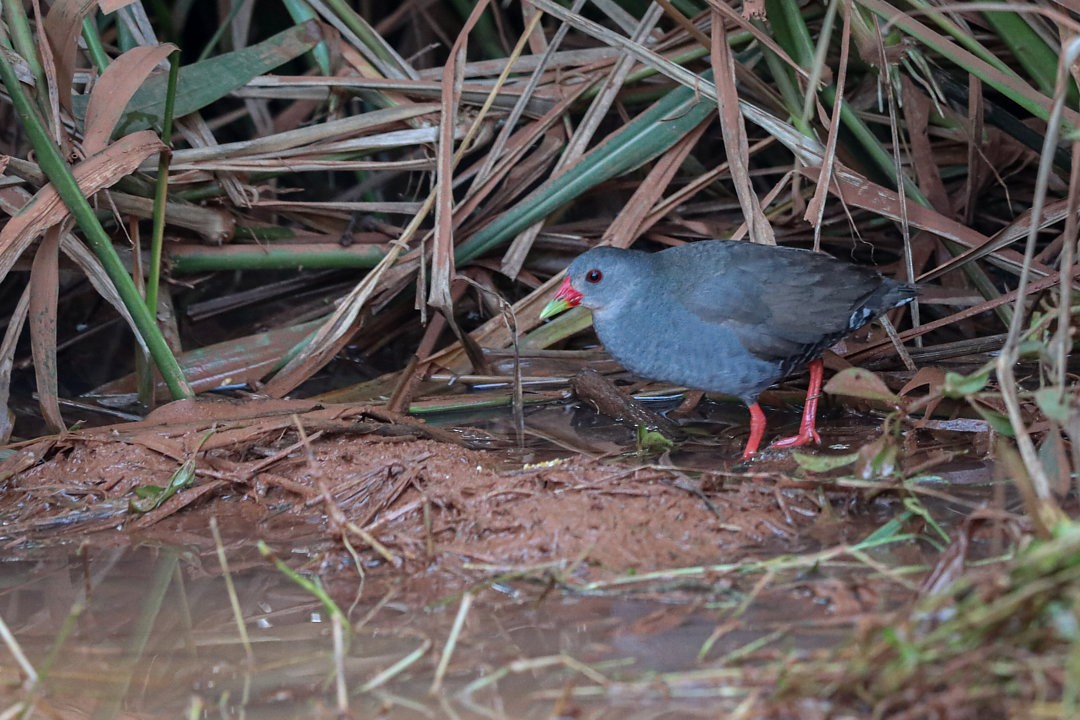 Paint-billed Crake - ML635516696