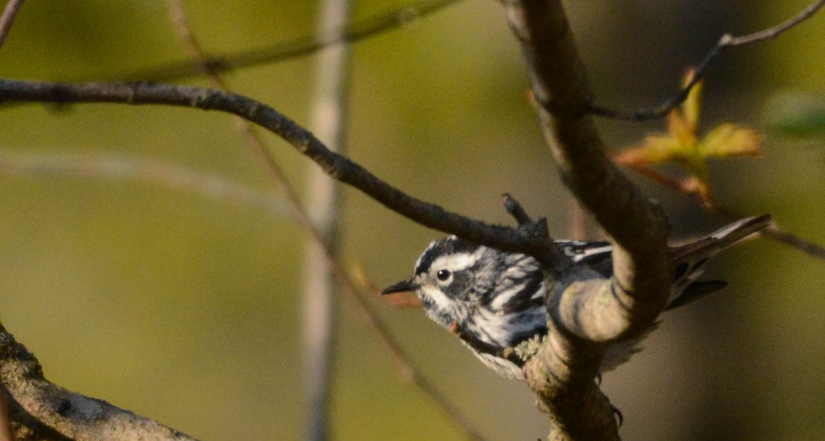 Black-and-white Warbler - ML635516700