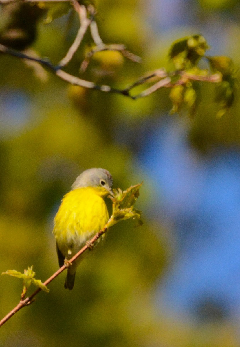 Nashville Warbler - ML635516734