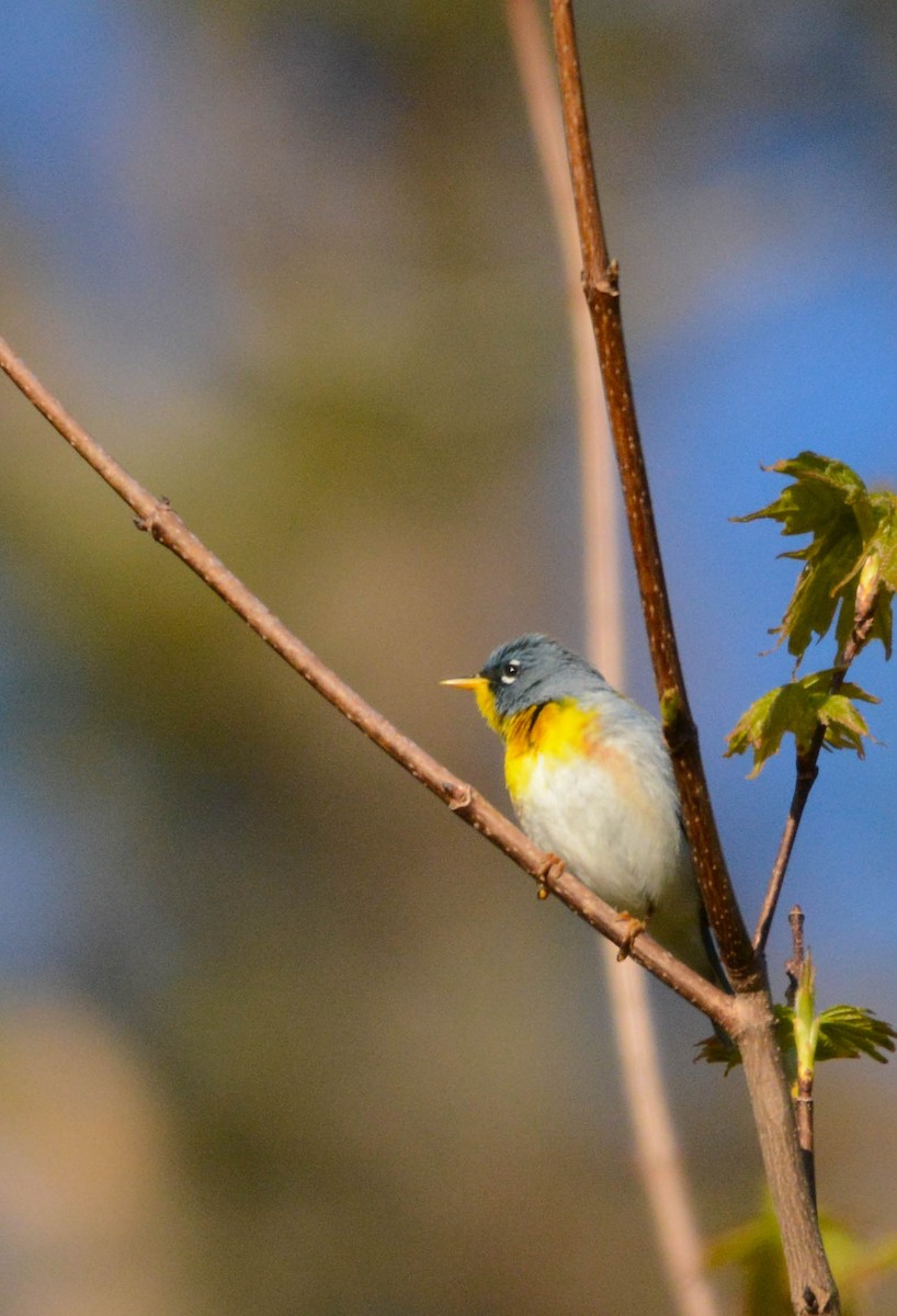 Northern Parula - ML635516752