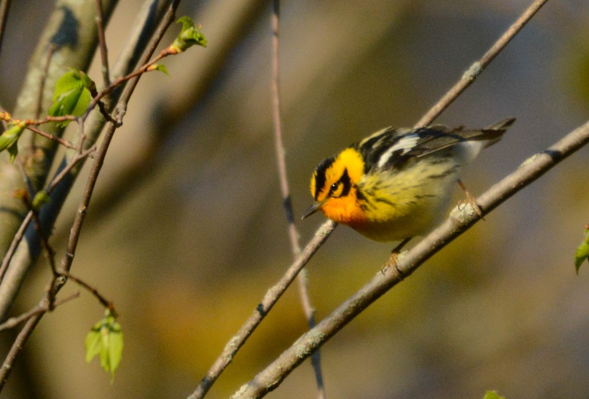 Blackburnian Warbler - ML635516793