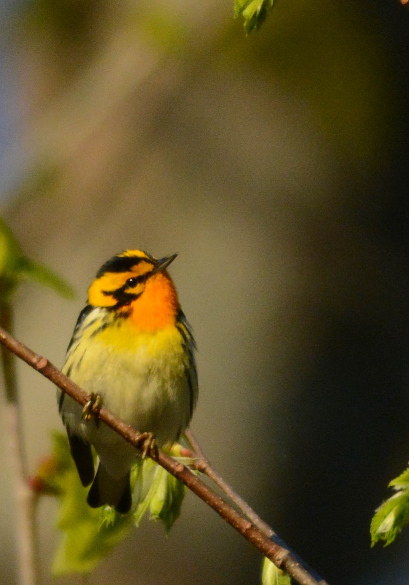 Blackburnian Warbler - ML635516817